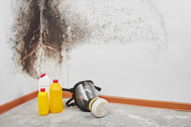 Best Attic Mold Removal  in Armada, MI