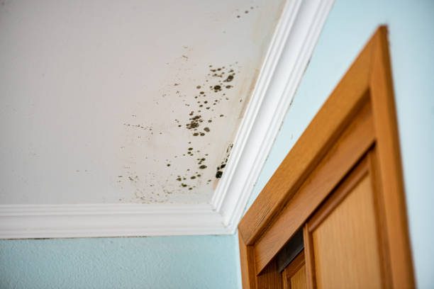 Crawl Space Mold Removal in Armada, MI