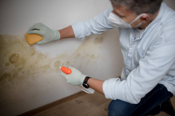 Best Mold Testing  in Armada, MI