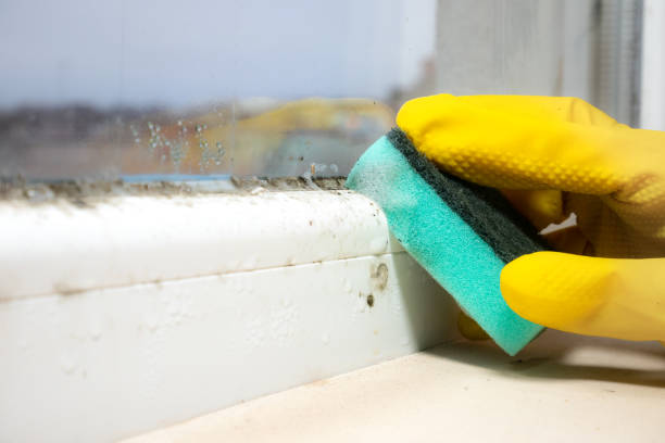 Best Commercial Mold Removal  in Armada, MI