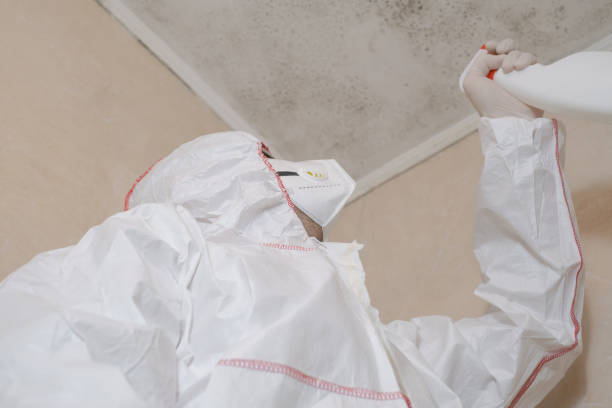 Best Fast Mold Removal  in Armada, MI