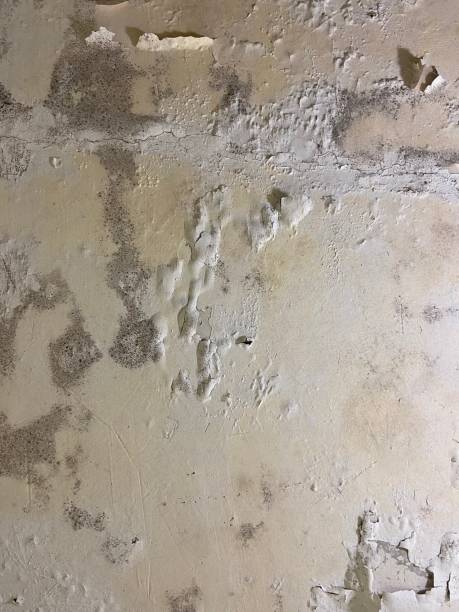 Best Office Mold Removal Services  in Armada, MI