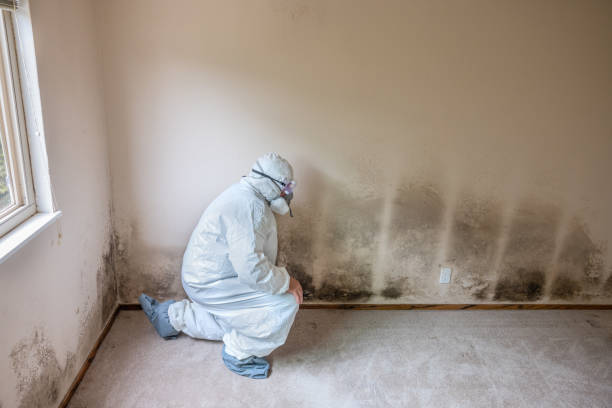 Best Residential Mold Removal  in Armada, MI