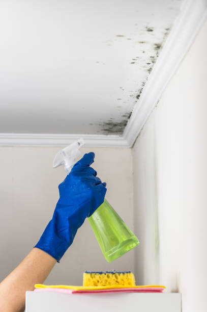 Best Commercial Mold Removal  in Armada, MI