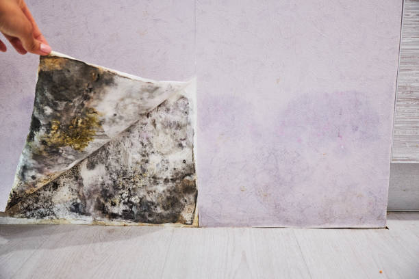Best Office Mold Removal Services  in Armada, MI